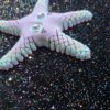 Flexi Star